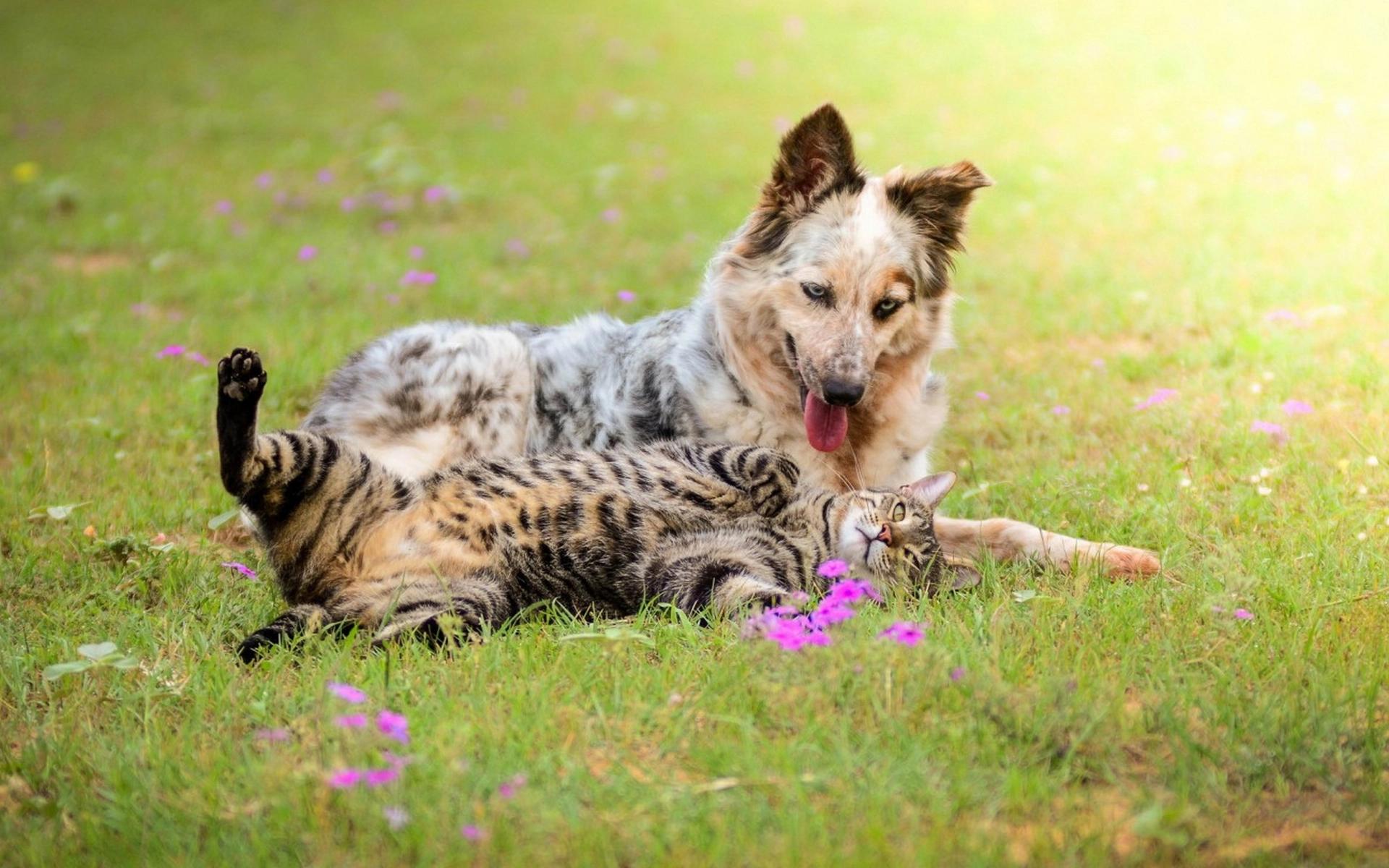 CAT&DOG — Груминг-студия в Челябинске