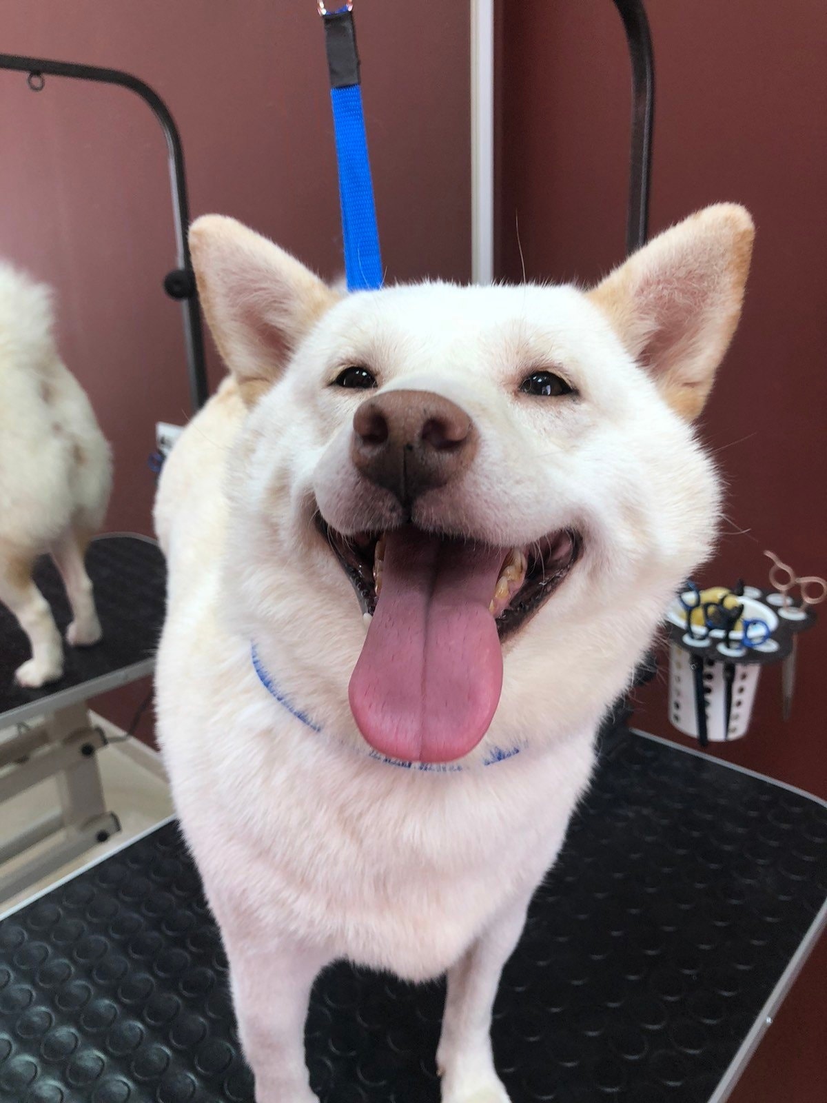 Груминг Челябинск